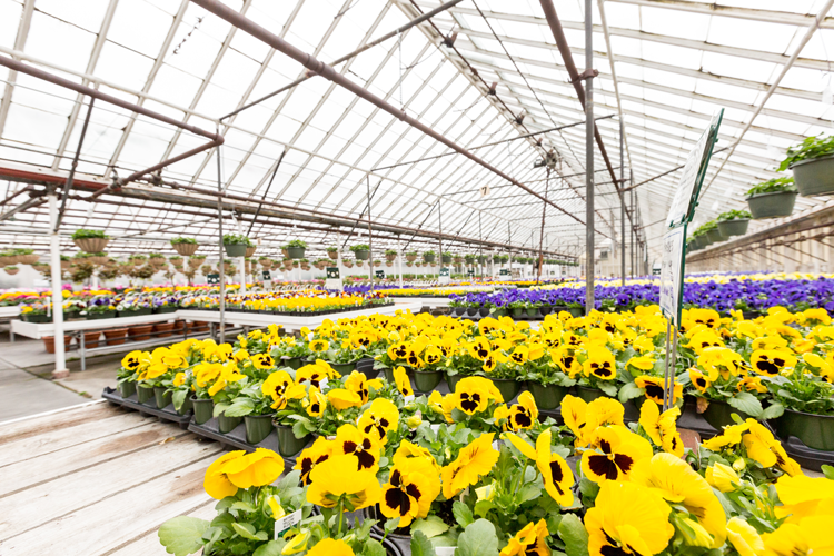 10 Cincinnati Garden Shops and Greenhouses that Will Make You Wish You
