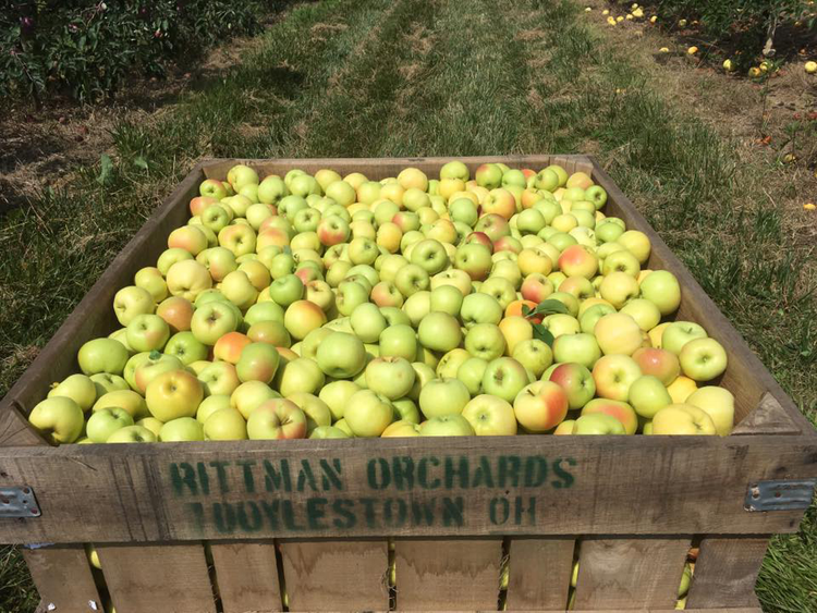The Best Apple Orchards to Visit Near Cleveland This Fall