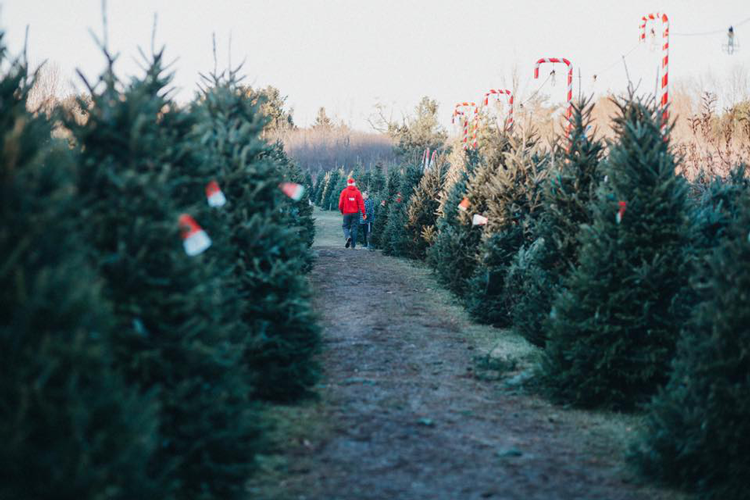 12 Christmas Tree Farms Near Akron and Canton, Mapped