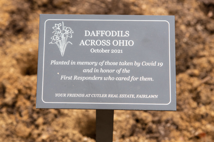 Daffodils Across Ohio Cutler Real Estate